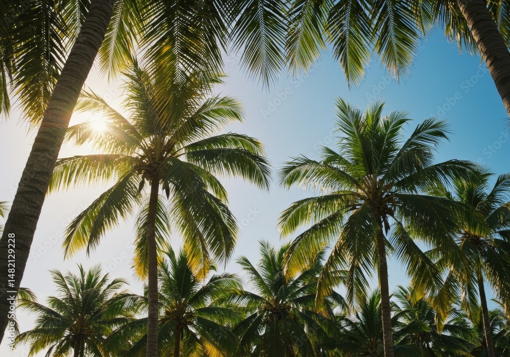 Photo of Palm Trees Under Sunny Sky Photo of Palm Trees Under Sunny Sky