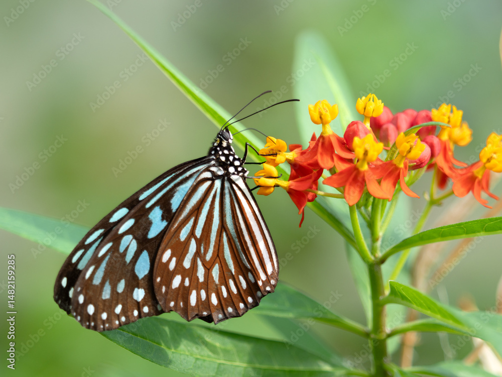 Obraz premium トウワタ蜜を吸うリュウキュウアサギマダラ