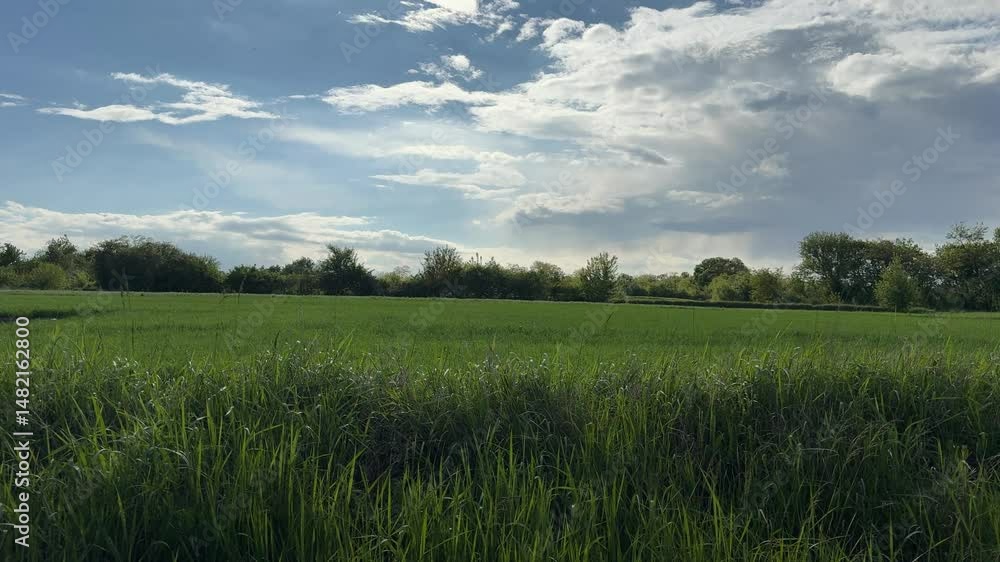 Scenic landscape with green meadow grass and blue sky beautiful clouds. Scenic landscape with green meadow grass and blue sky beautiful clouds.