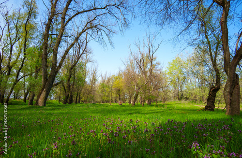The springtime, with its breathtaking scenery of woodland and meadow, is a sight to behold. The verdant foliage is a sight to behold