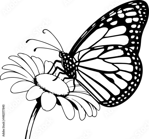 A detailed black and white Monarch butterfly illustration, featuring its iconic wing patterns, delicately rests upon a daisy flower.