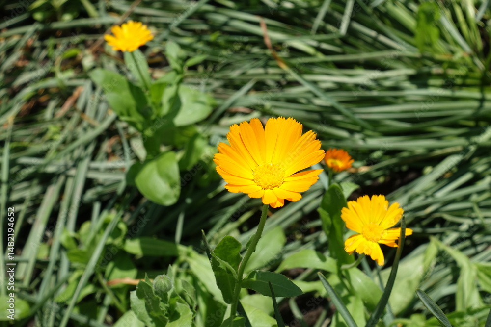 3 orange flowers of Calendula officinalis in mid June 3 orange flowers of Calendula officinalis in mid June