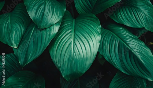 Wallpaper Mural leaves of Spathiphyllum cannifolium in the garden, abstract green texture, nature dar . Torontodigital.ca
