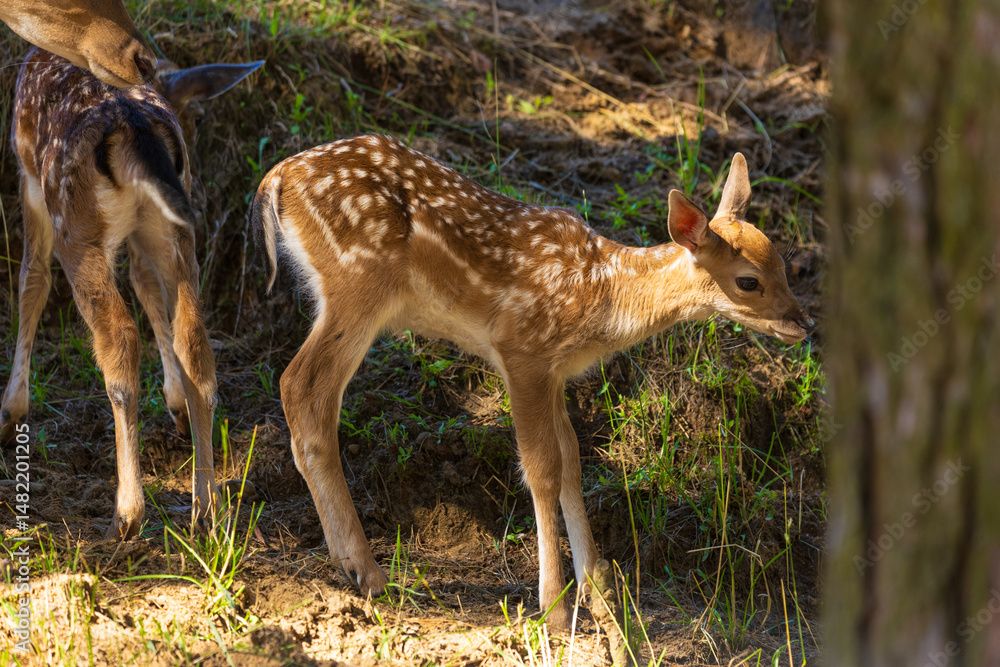 Fototapeta premium A deer and fawns in a forest in a park on a summer day