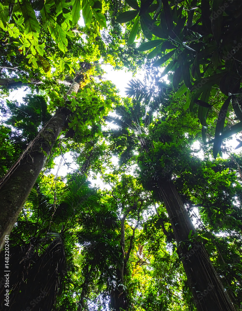 Fototapeta premium Lush canopy shot from below, sunlight filtering through dense green foliage. Evokes feelings of tranquility, nature, growth. Perfect for environmental themes.