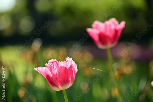 Captured in close-up, the tulips’ serrated petals seem to glow, evoking serenity and seasonal renewal in a sun-drenched garden.