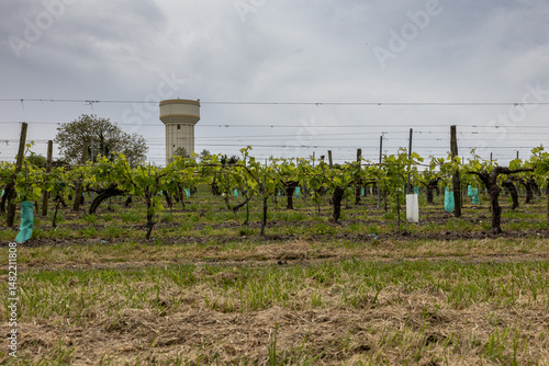 Wallpaper Mural vineyards in France Torontodigital.ca
