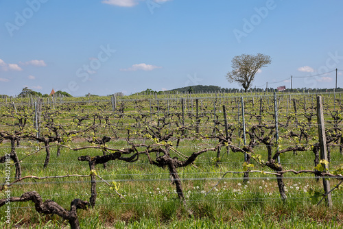 Wallpaper Mural vineyards in France Torontodigital.ca