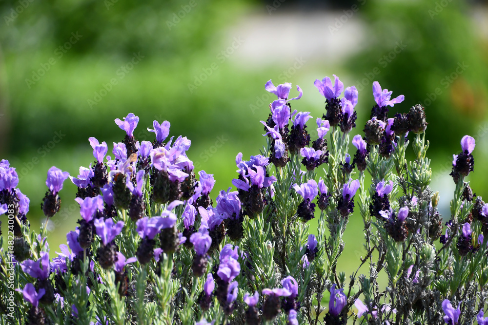 Obraz premium フレンチラベンダー French lavender 