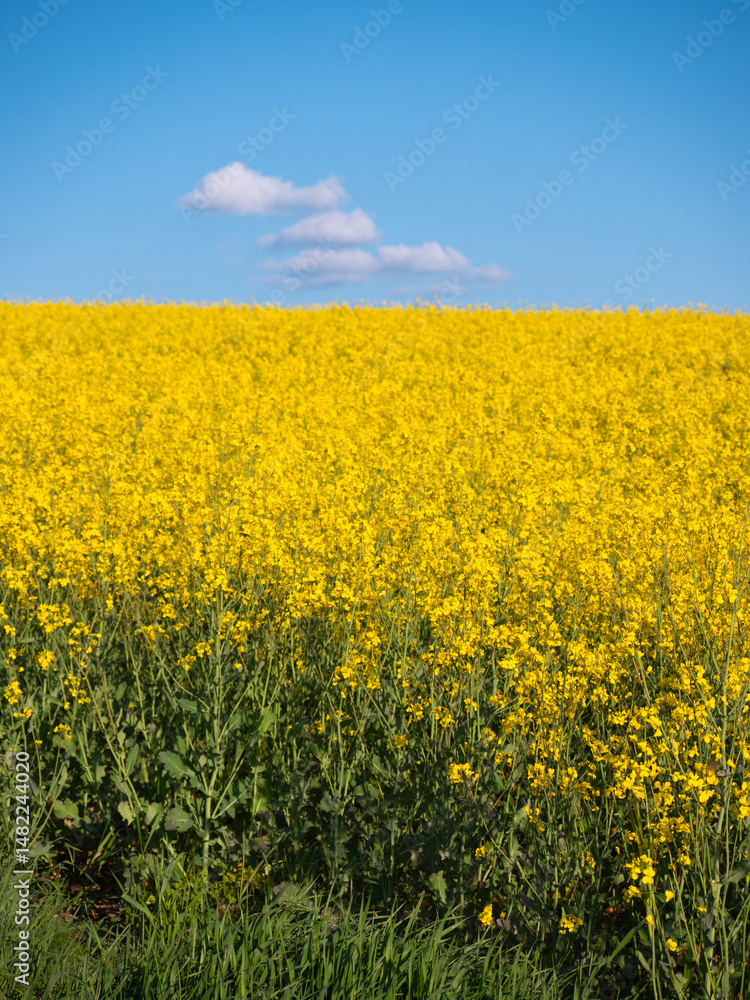 Obraz premium Blooming yellow rapeseed field under a clear blue sky. Grown mainly for producing canola oil and biofuels, the scene evokes calm and harmony with nature.