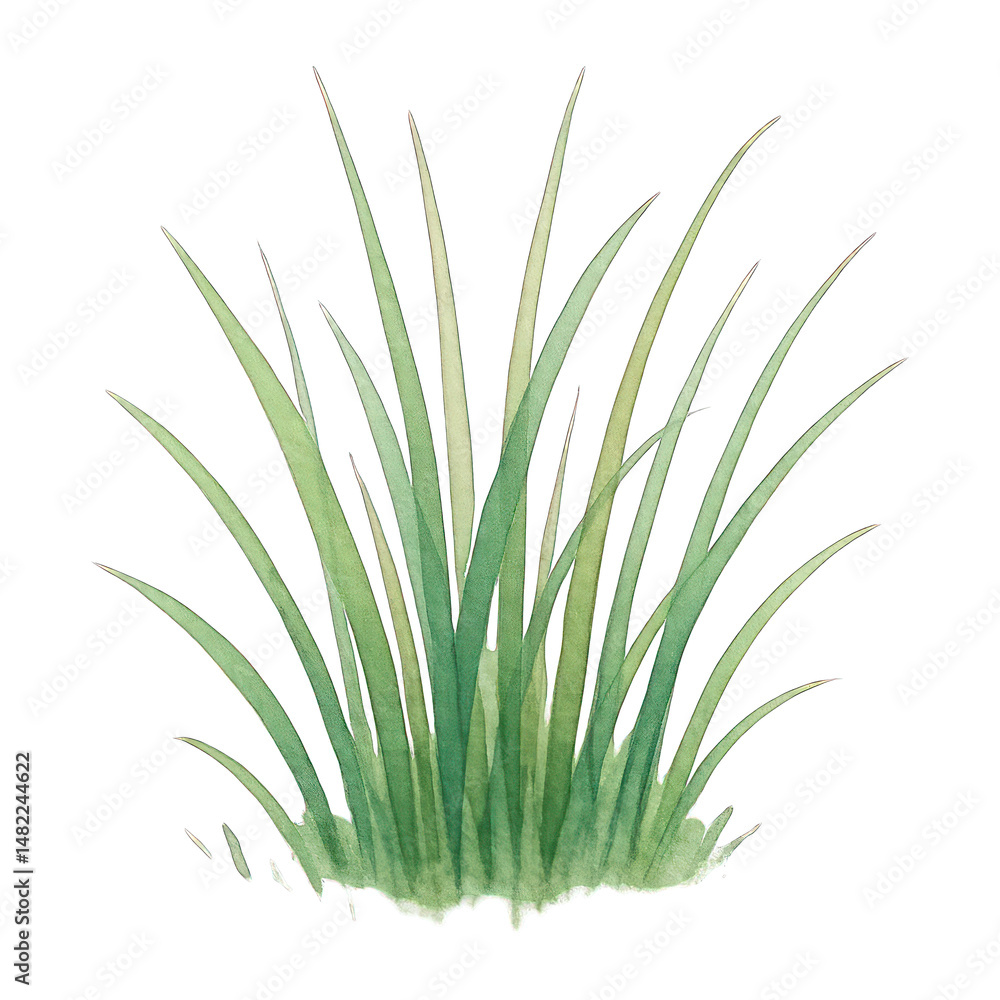 Fototapeta premium PNG Elegant watercolor grass illustration.