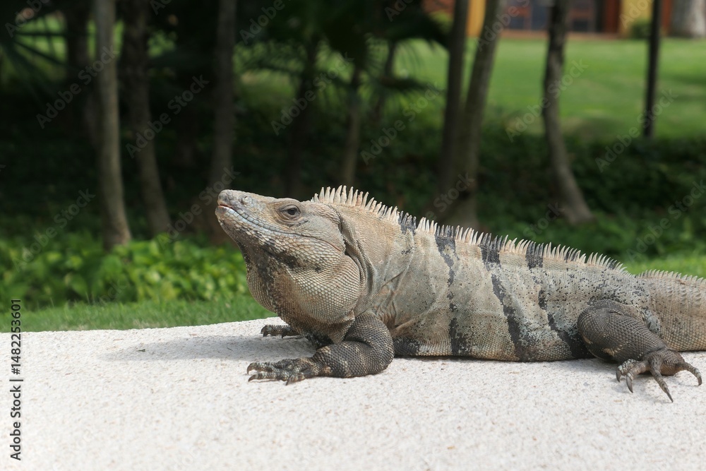 Big green iguana in Tulum, Mexico
