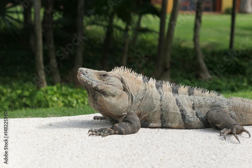 Obraz na płótnie Big green iguana in Tulum, Mexico w salonie