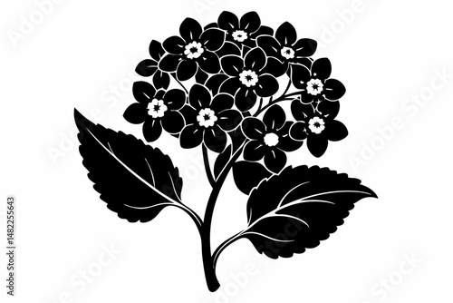 lantana silhouette line art vector illustration with a white background