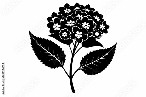 lantana silhouette line art vector illustration with a white background