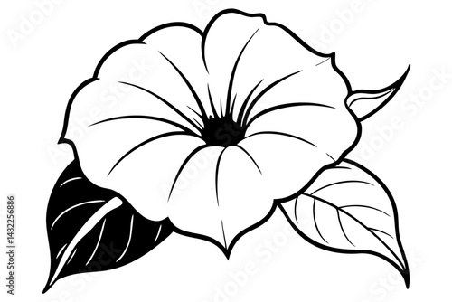 morning glory silhouette line art vector illustration with a white background
