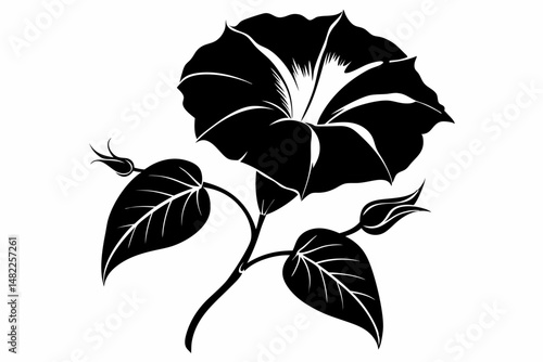 morning glory silhouette line art vector illustration with a white background
