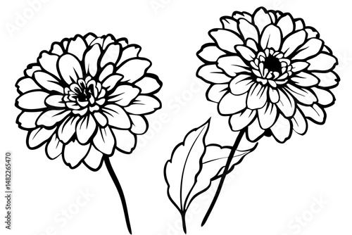 zinnia silhouette line art vector illustration with a white background
