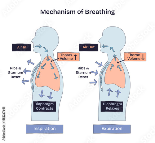 Mechanism of breathing shows inspiration and expiration with arrows, lungs, and diaphragm movement. Doodle style diagram