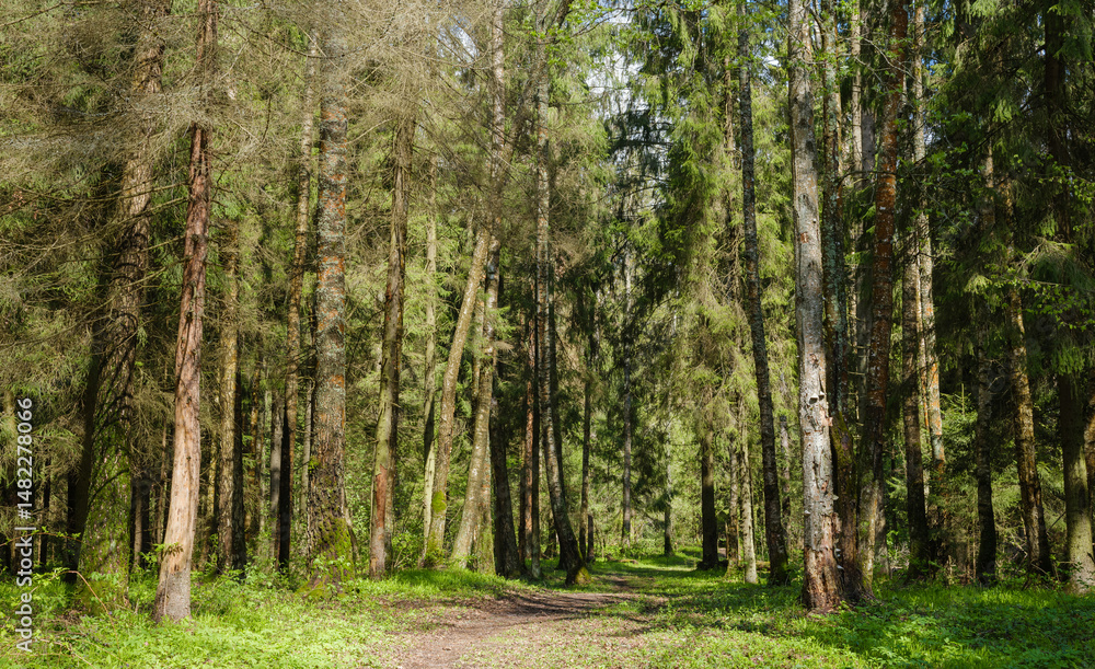 Obraz premium path among the trees in the forest
