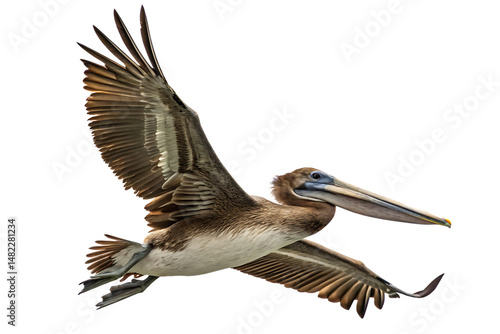 Majestic brown pelican soaring gracefully with wings spread against a deep isolated on white background