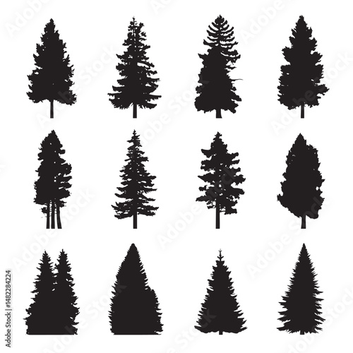 Vector silhouette set of pine trees on white background 