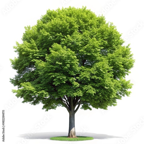 Magnificent green tree with a full round crown against a white background