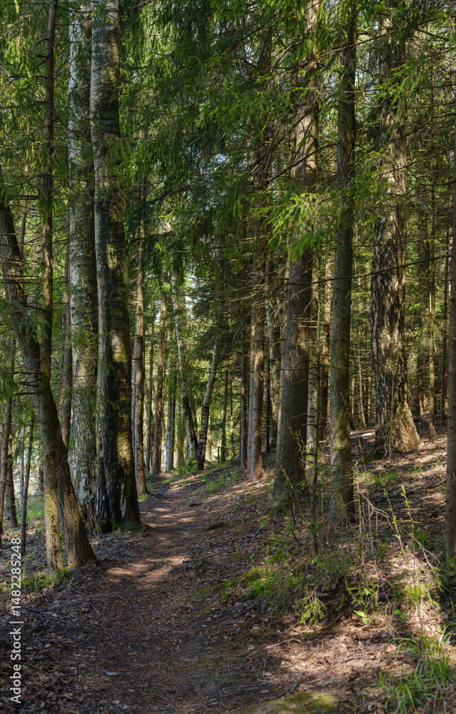 path among the trees in the forest path among the trees in the forest