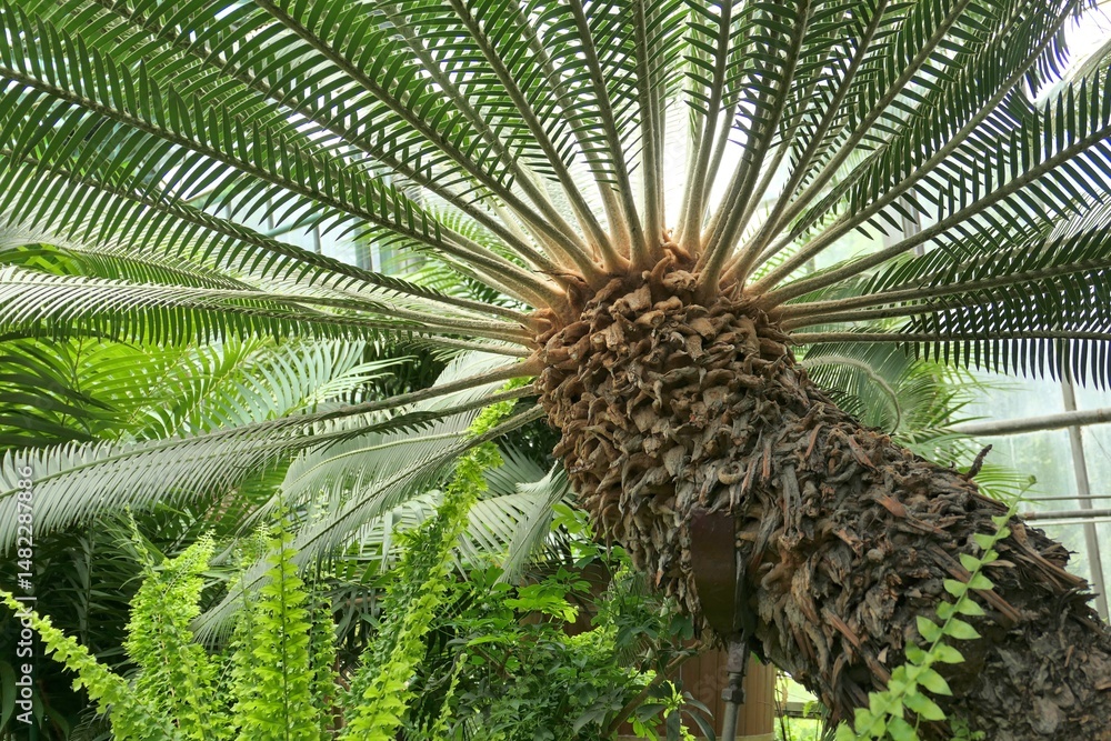 Tropical cycad Dioon at the botanical garden.