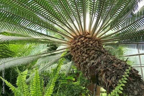 Obraz na płótnie Tropical cycad Dioon at the botanical garden. w salonie