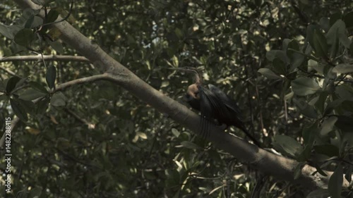 Bird flying off mangrove branch in Cap Skirring wetland, Casamance, surrounded by tropical water reflections and lush bolong jungle, captured in serene, golden light