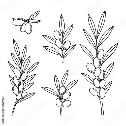 Set of sea buckthorn berries isolated on white background.