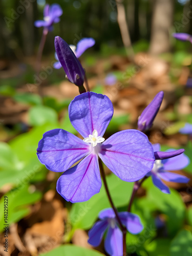 blue purple flower of Tradescantia virginiana plant.Tradescantia close up shot in the forest.