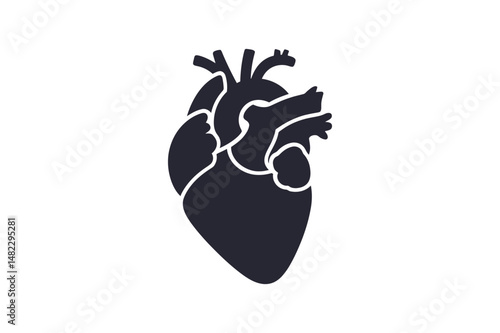 Anatomical heart illustration medical cardiology