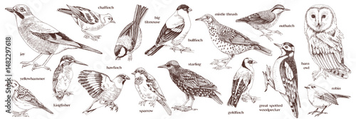 Woodland birds hand drawn vector collection