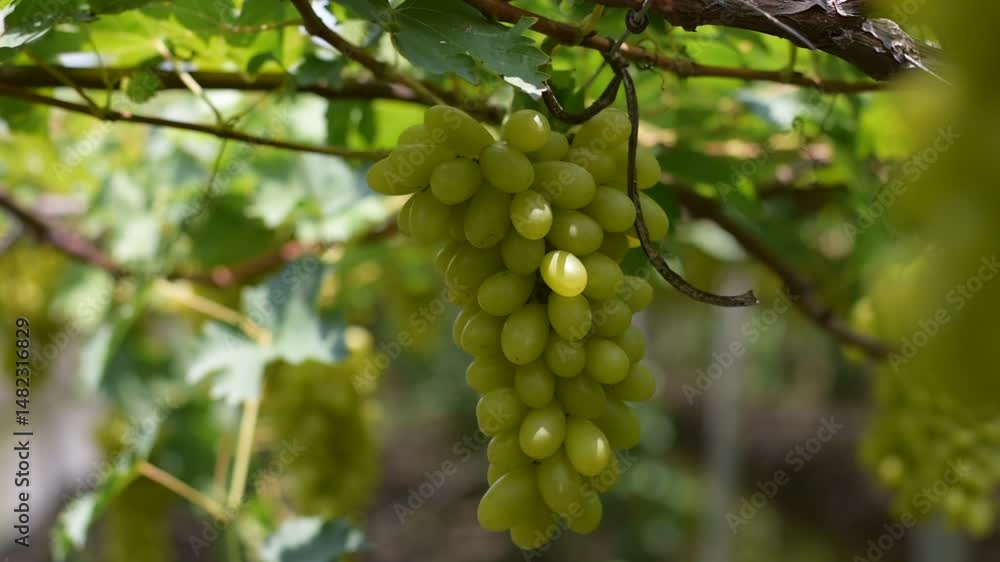 White grape hanging from a vineyard, Sunlight through white grapes in vineyard, Vineyard with white grapes and sun, Grapes in the garden, White Malaka Grape White grape hanging from a vineyard, Sunlight through white grapes in vineyard, Vineyard with white grapes and sun, Grapes in the garden, White Malaka Grape