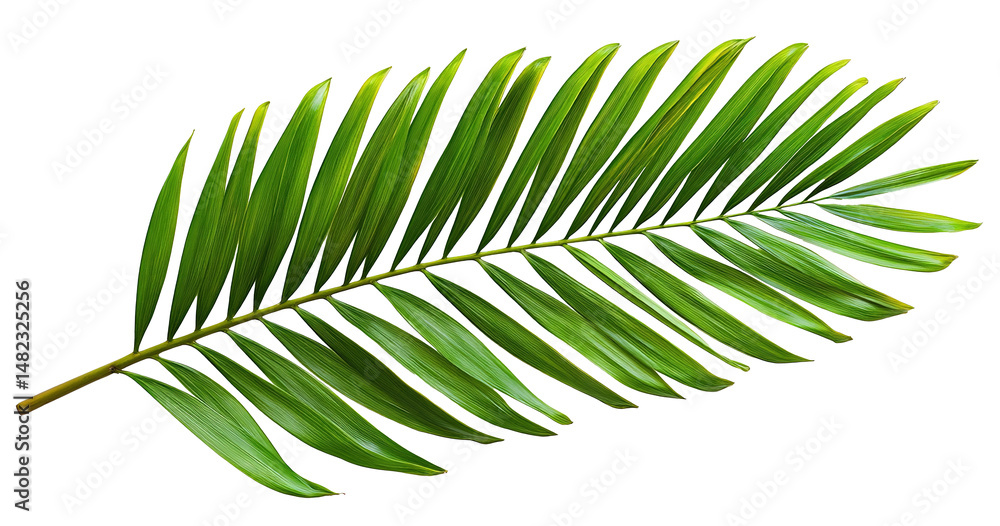 Tropical Green Palm Leaf Isolated on PNG Transparent Background, Cut Out
Tropical Green Palm Leaf Isolated on PNG Transparent Background, Cut Out