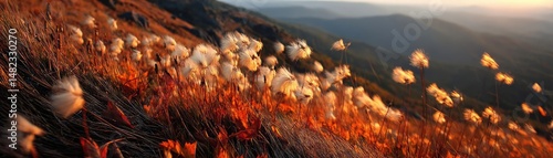 Blowing in the wind on hill with dandelion and sunrise concept. Vibrant autumn landscape showcasing golden grasses at sunset.