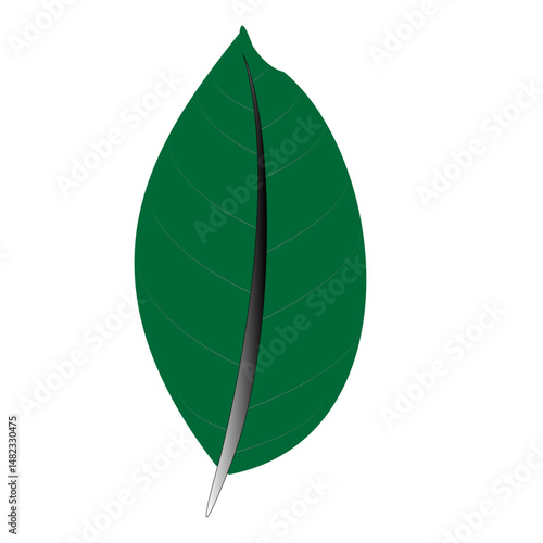 kodom pata
tree leaf
leaf