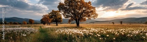 Blowing in the wind on hill with dandelion and sunrise concept. Scenic view of an open meadow with blooming flowers at sunset.