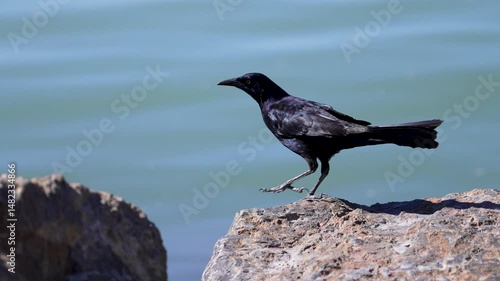 Common grackle walking on the rocks at Utah Lake as it jumps down towards the water.