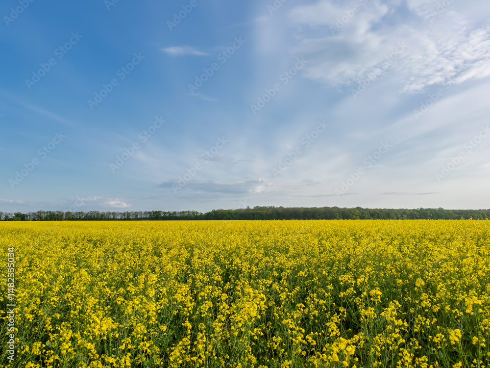 Vibrant Yellow Rapeseed Flowers Blanketing a Rural Field in Spring, Blue Sky and Forest Horizon.Blooming Oilseed Rape Crop:Agricultural Field with Bright Yellow Flowers Under a Partly Cloudy Blue Sky Vibrant Yellow Rapeseed Flowers Blanketing a Rural Field in Spring, Blue Sky and Forest Horizon.Blooming Oilseed Rape Crop:Agricultural Field with Bright Yellow Flowers Under a Partly Cloudy Blue Sky