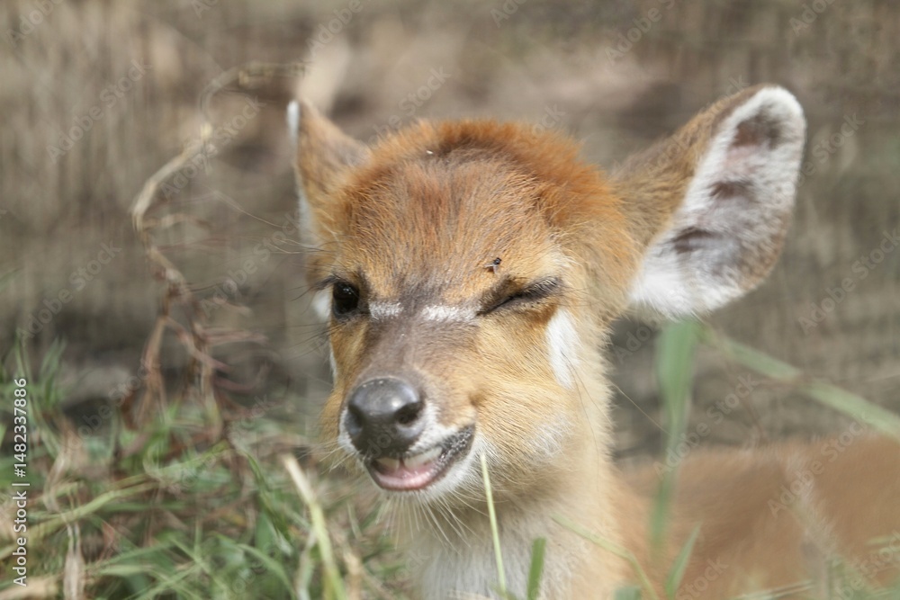 Obraz premium closeup of a little sitatunga blinking