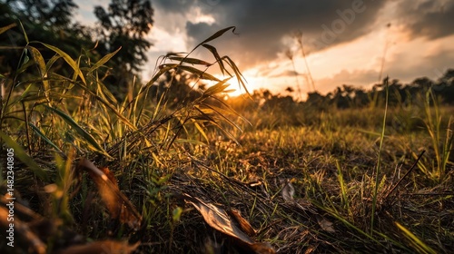 Blowing in the wind over strong grass with sunrise sky concept. Sunset over a lush field with vibrant grass and warm tones.