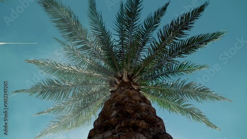 Cinematic upward tracking shot of tropical palm tree in Casamance, Senegal with moody smoke and misty atmosphere, showing trunk and leaves in lush humid West African jungle