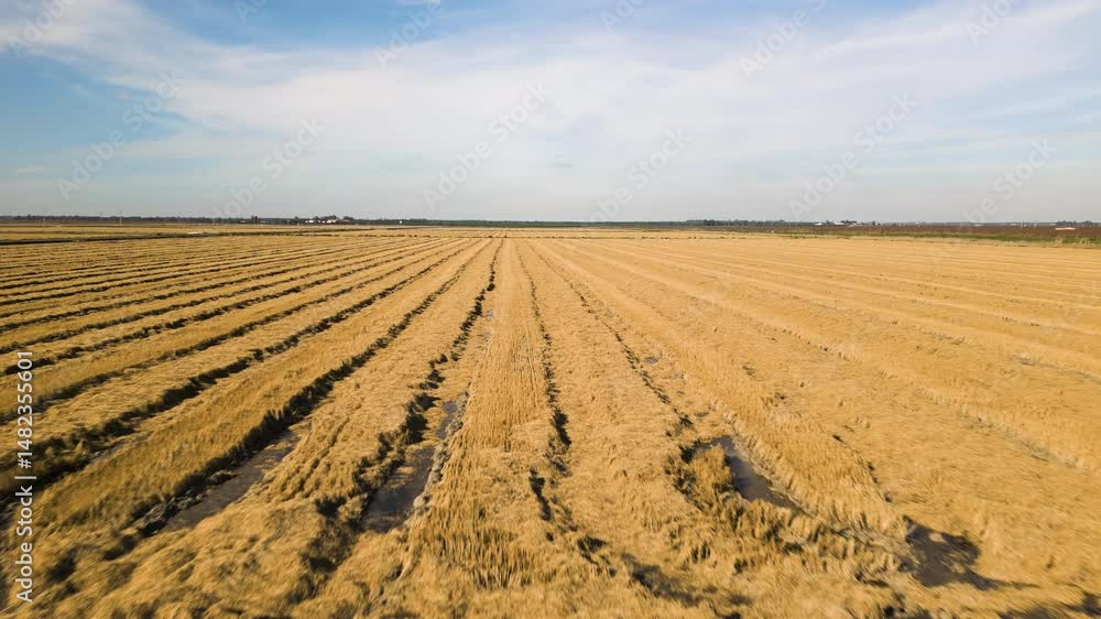 Wheat fields of Spain, aerial low altitude view Wheat fields of Spain, aerial low altitude view
