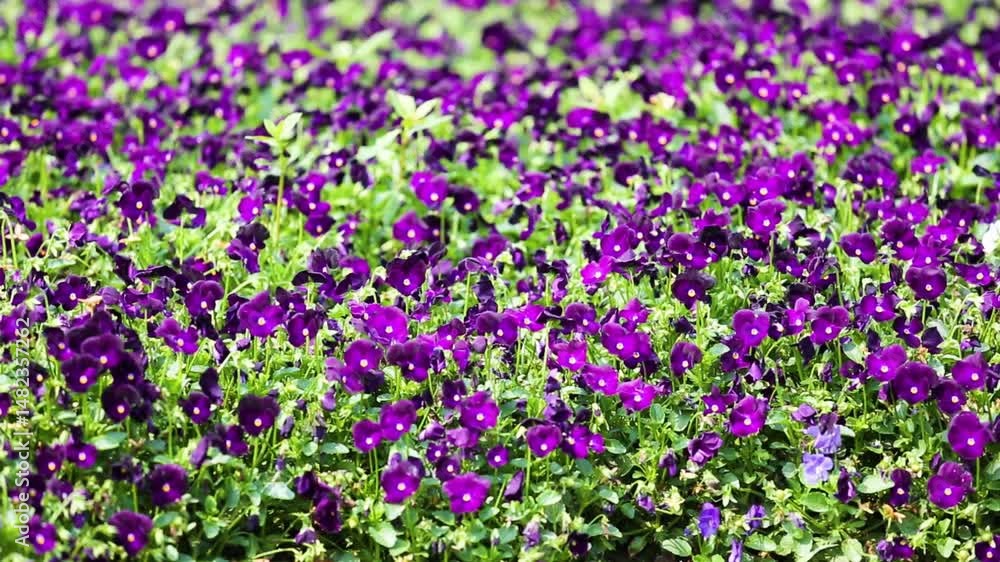 Colorful closeup of butterfly flowers in a vibrant garden setting Colorful closeup of butterfly flowers in a vibrant garden setting