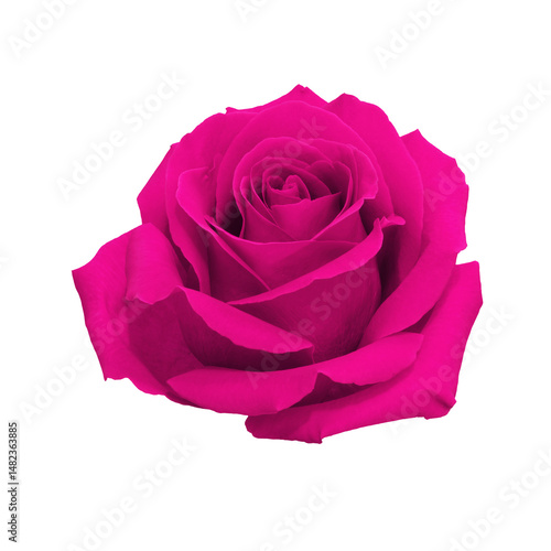 Pink rose flower.