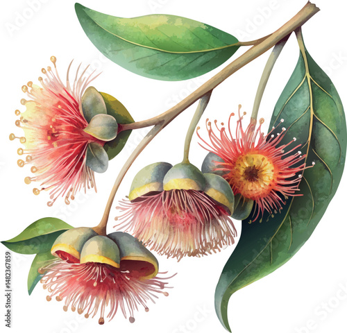 Australian Eucalyptus Gum Blossom Botanical Retro Vector Classic Watercolor Illustration