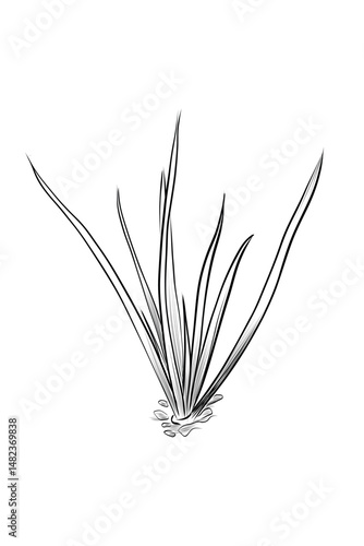Onion plant with long leaves isolated vector